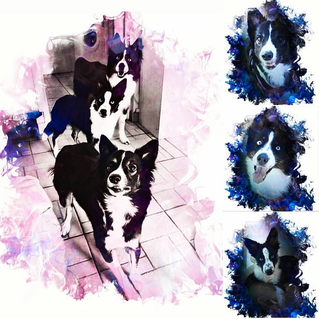 Mes Amours a rejoint le concours — aidez-le/la à gagner de superbes lots ! art, border_collie, boston_terrier, canidae, carnivore, collage, design, dog, graphic_design, illustration, non_sporting_group, pattern, siberian_husky, sled_dog, watercolor_paint