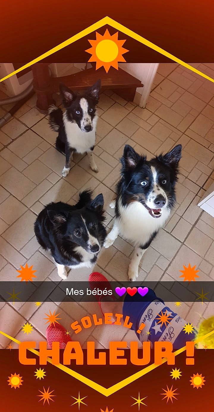 Mes Amours a rejoint le concours — aidez-le/la à gagner de superbes lots ! akita, border_collie, canidae, carnivore, dog, dog_breed, karelian_bear_dog, mammal, pembroke_welsh_corgi, photo_caption, puppy, siberian_husky, vertebrate, working_dog