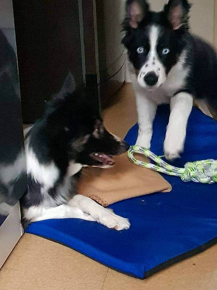 Whisky a rejoint le concours — aidez-le/la à gagner de superbes lots ! border_collie, canidae, carnivore, companion_dog, dog, dog_breed, herding_dog, karelian_bear_dog, mammal, puppy, rare_breed_dog, siberian_husky, sporting_group, vertebrate, working_dog