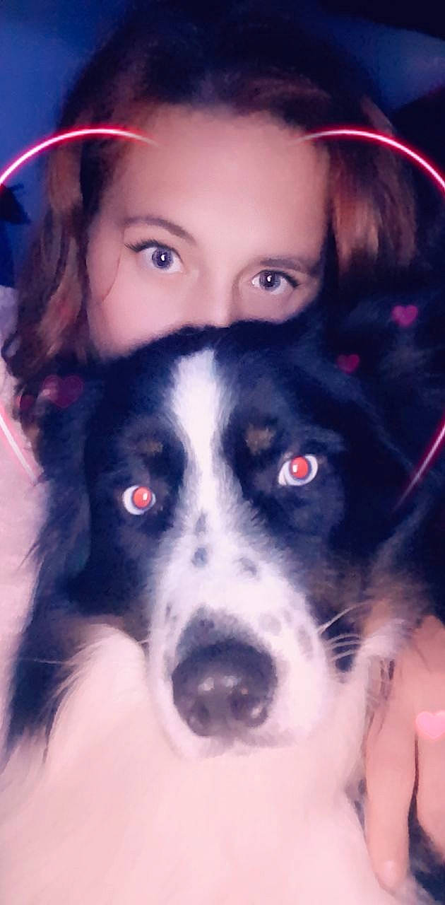 Whisky a rejoint le concours — aidez-le/la à gagner de superbes lots ! australian_shepherd, border_collie, canidae, carnivore, companion_dog, dog, dog_breed, eye, head, herding_dog, nose, rare_breed_dog, snout, working_dog