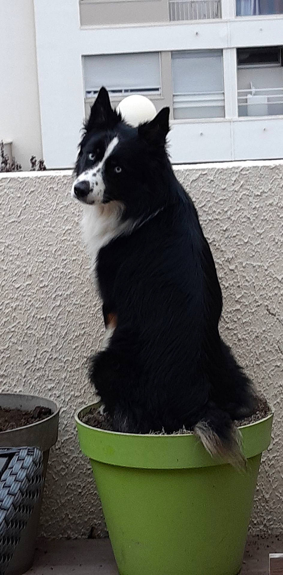 Whisky a rejoint le concours — aidez-le/la à gagner de superbes lots ! border_collie, canidae, carnivore, dog, dog_breed, karelian_bear_dog, mammal, tail, vertebrate