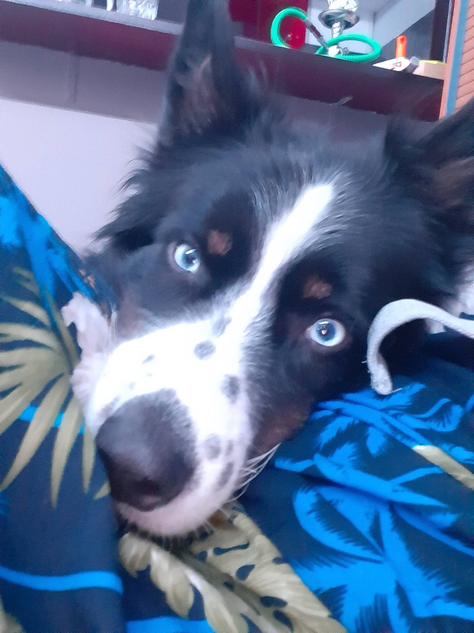 Whisky participe au concours pour gagner de l'argent avec cette photo : border_collie, canidae, carnivore, dog, dog_breed, herding_dog, karelian_bear_dog, mammal, mcnab, siberian_husky, snout, sporting_group, vertebrate