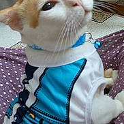 Fuzzy Cuddle joined the competition — help win amazing prizes! animal, bell, blue_shirt, cat, close_up, collar, curious, cushion, cute, domestic, ears, feline, floor_tiles, fur, indoor, pet, polka_dots, sitting, whiskers, white_and_orange_fur