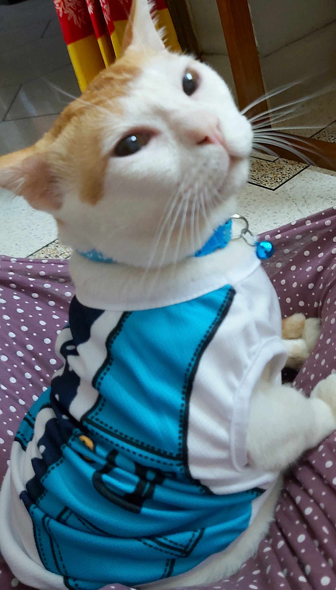 Fuzzy Cuddle joined the competition — help win amazing prizes! animal, bell, blue_shirt, cat, close_up, collar, curious, cushion, cute, domestic, ears, feline, floor_tiles, fur, indoor, pet, polka_dots, sitting, whiskers, white_and_orange_fur