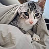 Baggy participe au concours pour gagner de l'argent avec cette photo : cat, kitten, tabby, gray_fur, white_fur, animal, pet, face, eyes, whiskers, pink_nose, ears, paws, blanket, bed, bedroom, indoors, portrait, cuddly, relaxed