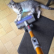 Baggy participe au concours pour gagner de l'argent avec cette photo : cat, tabby_cat, pet, animal, striped_fur, white_fur, lying_down, relaxed, playful, face, whiskers, ears, tail, vacuum_cleaner, cleaning, floor, tile_floor, door_mat, television, indoors