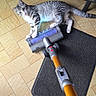 cat, tabby_cat, pet, animal, striped_fur, white_fur, lying_down, relaxed, playful, face, whiskers, ears, tail, vacuum_cleaner, cleaning, floor, tile_floor, door_mat, television, indoors
