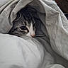 Baggy a rejoint le concours — aidez-le/la à gagner de superbes lots ! cat, tabby_cat, pet, animal, face, eyes, nose, whiskers, fur, striped_fur, blanket, bedding, cozy, sleeping, indoors, bedroom, portrait, close_up, resting, cute