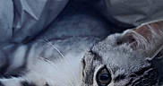 Baggy a rejoint le concours — aidez-le/la à gagner de superbes lots ! cat, kitten, tabby, white_fur, gray_fur, pet, animal, face, eyes, whiskers, pink_nose, lying_down, sleepy, bed, bedding, pillow, indoors, close_up, portrait, relaxed