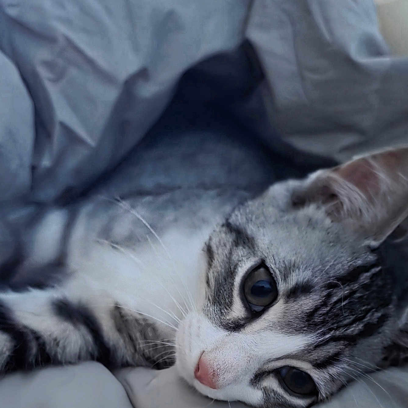 Baggy a rejoint le concours — aidez-le/la à gagner de superbes lots ! cat, kitten, tabby, white_fur, gray_fur, pet, animal, face, eyes, whiskers, pink_nose, lying_down, sleepy, bed, bedding, pillow, indoors, close_up, portrait, relaxed