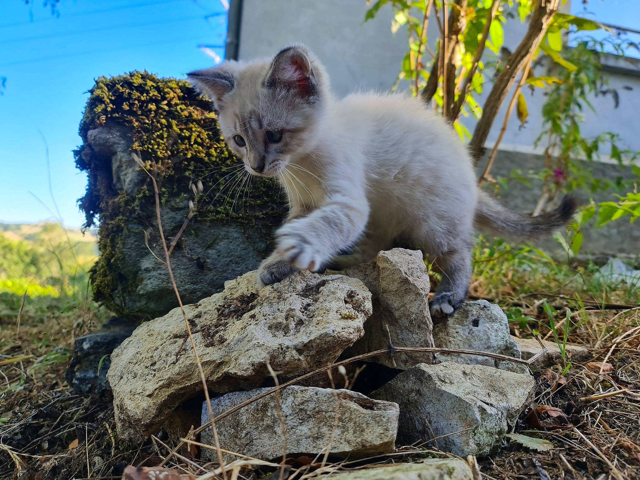 Babouche participe au concours pour gagner de l'argent avec cette photo : carnivore, cat, domestic_short_haired_cat, fawn, felidae, fur, grass, mammal, plant, sky, small_to_medium_sized_cats, snout, soil, tail, terrestrial_animal, twig, vertebrate, whiskers, wildlife, wood