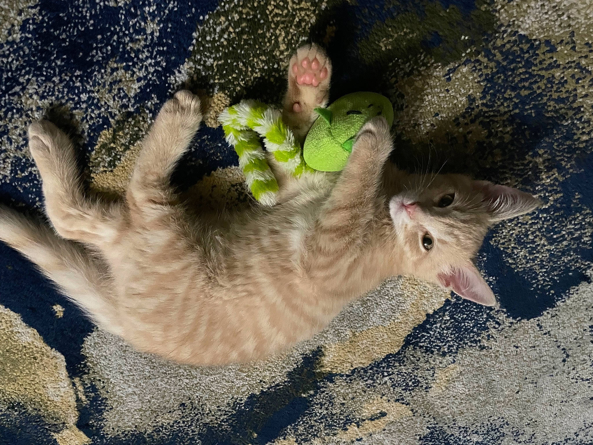 Butter is registered to the contest to win money with this photo: _geese_and_swans, beak, bird, canidae, carnivore, cat, dog_breed, domestic_short_haired_cat, ducks, fawn, felidae, fur, grass, paw, small_to_medium_sized_cats, snout, soil, tail, terrestrial_animal, whiskers