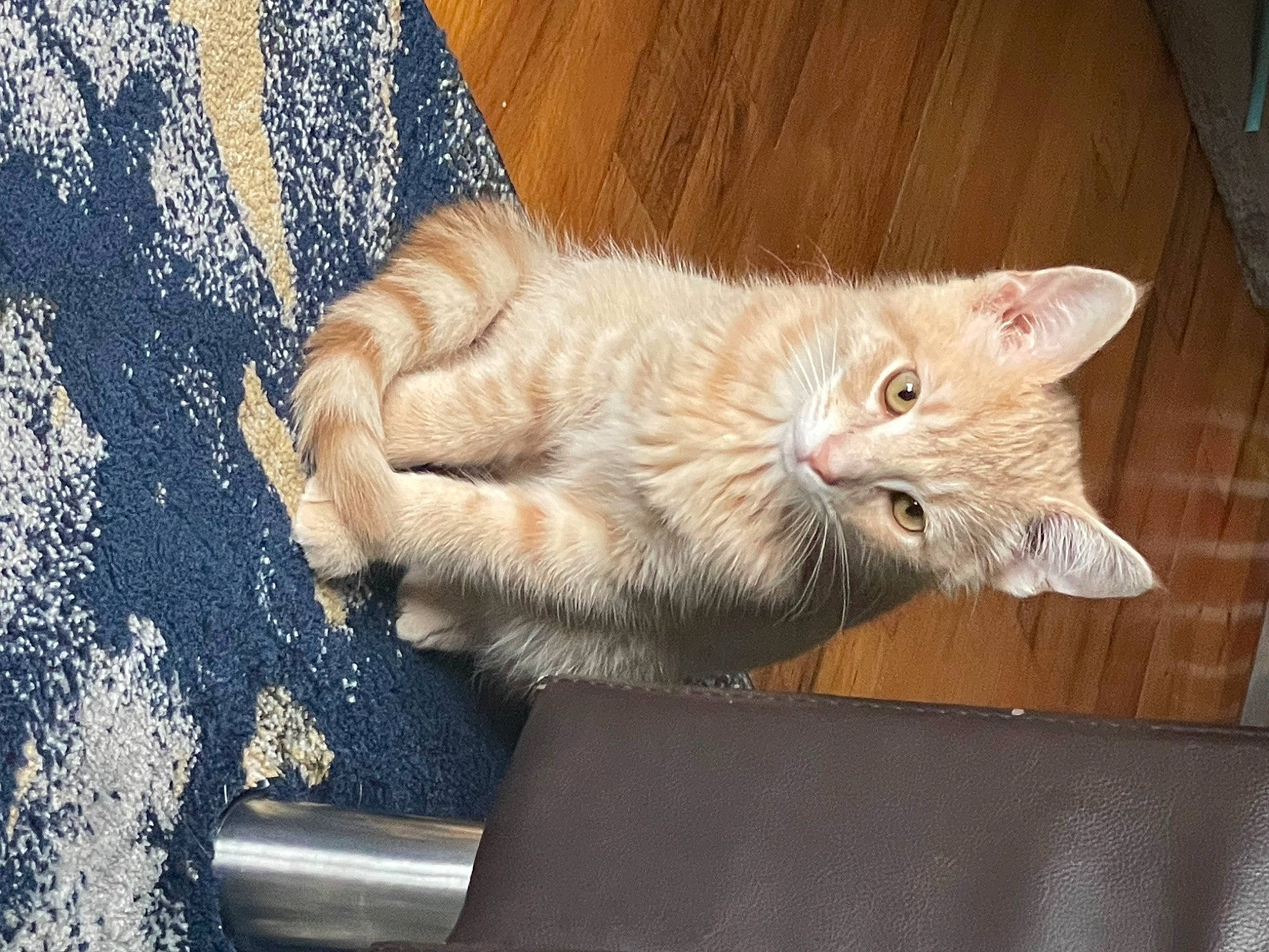 Butter joined the competition — help win amazing prizes! carnivore, cat, cat_furniture, cat_supply, claw, domestic_short_haired_cat, fawn, felidae, fur, paw, small_to_medium_sized_cats, snout, tail, whiskers, window, wood