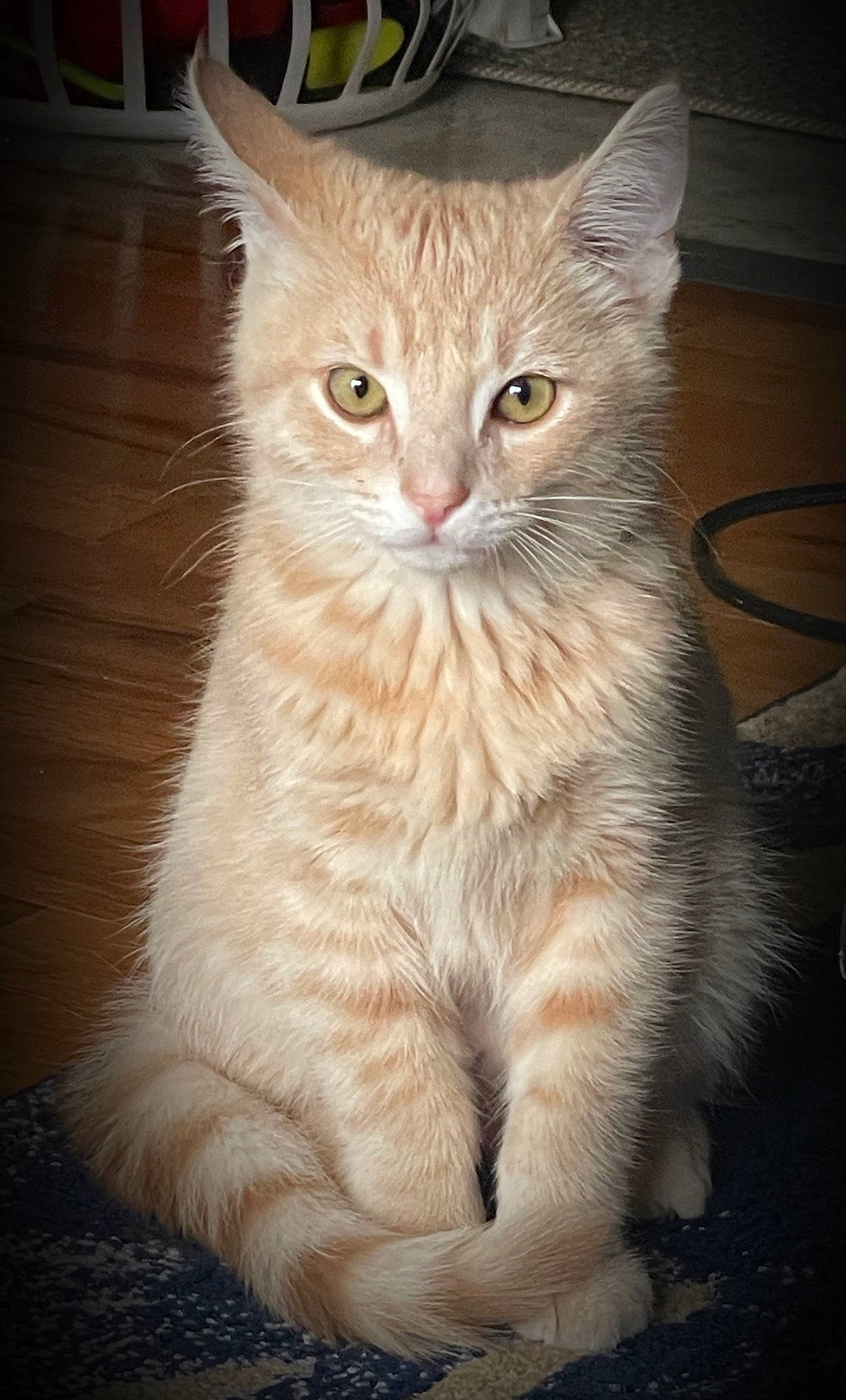 Butter is registered to the contest to win money with this photo: carnivore, cat, claw, domestic_short_haired_cat, fawn, felidae, fur, paw, sitting, small_to_medium_sized_cats, snout, tail, terrestrial_animal, whiskers, window, wood