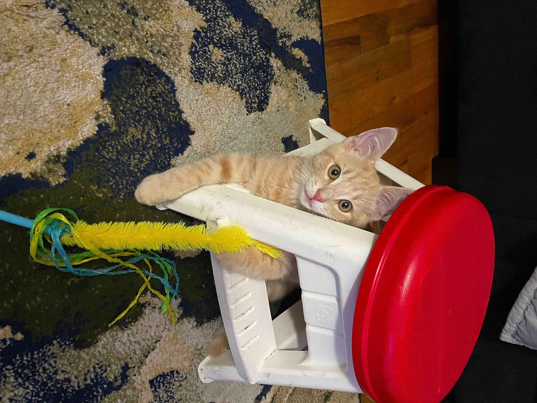 Butter is registered to the contest to win money with this photo: asphalt, automotive_tire, automotive_wheel_system, cat, chair, concrete, domestic_short_haired_cat, felidae, fender, gas, hardwood, motor_vehicle, plastic, rim, small_to_medium_sized_cats, tail, tire, wheel, whiskers, wood