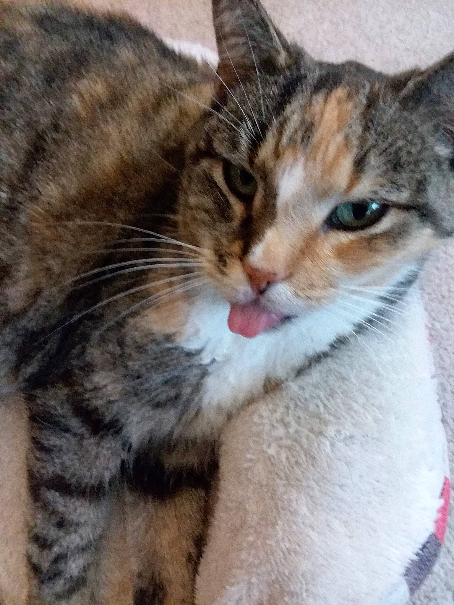 Chewy joined the competition — help win amazing prizes! aegean_cat, american_wirehair, arabian_mau, asian, california_spangled, carnivore, cat, domestic_short_haired_cat, dragon_li, european_shorthair, felidae, kitten, mammal, pixie_bob, polydactyl_cat, small_to_medium_sized_cats, snout, tabby_cat, whiskers, wild_cat