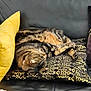 Izéa a rejoint le concours — aidez-le/la à gagner de superbes lots ! black_leather_couch, cat, cozy, curled_up, domestic_animal, feline, fur, indoor, nap, patterned_pillow, paw, pet, pillow, relaxation, resting, sleeping, soft, tabby, whiskers, yellow_cushion