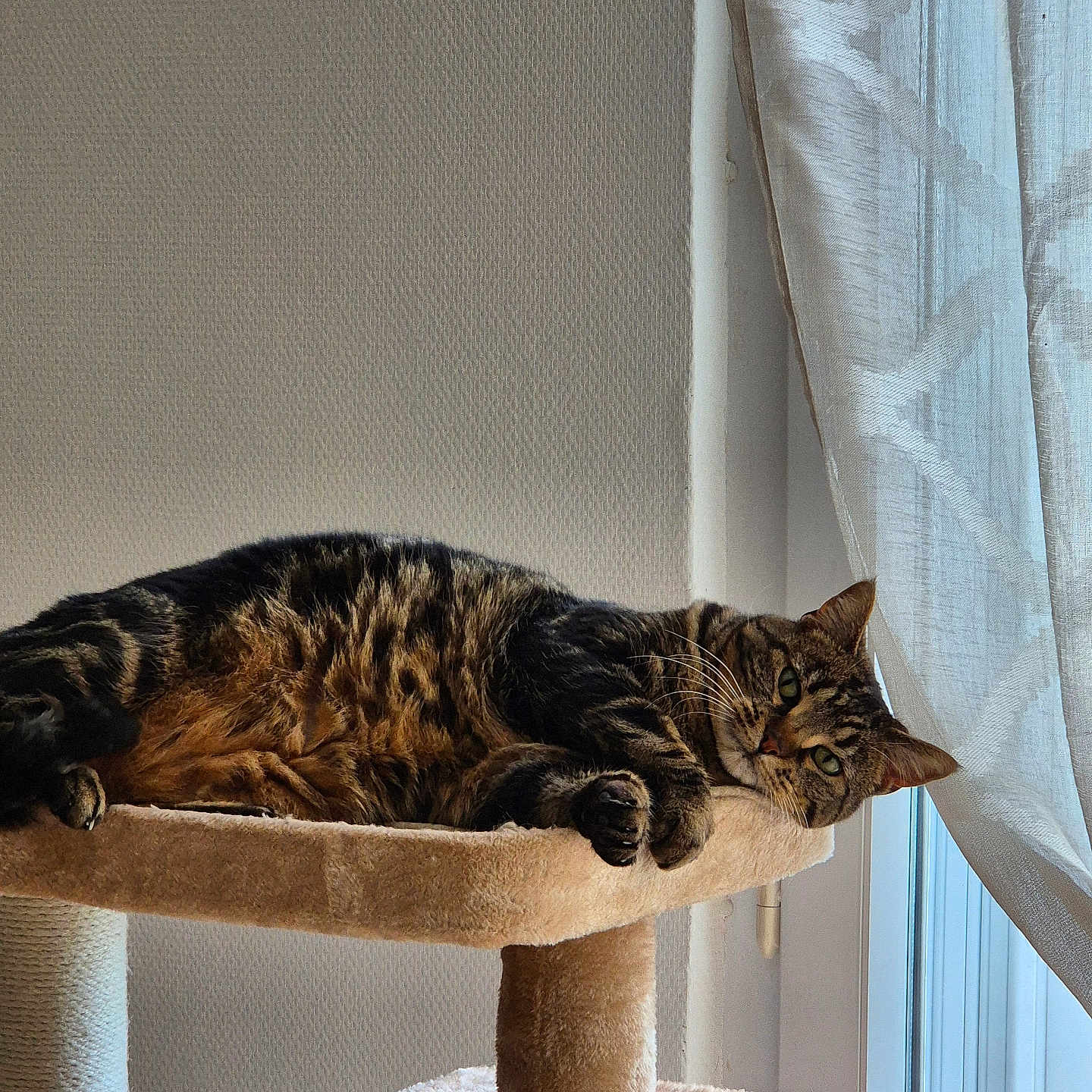 Izéa a rejoint le concours — aidez-le/la à gagner de superbes lots ! animal, cat, cat_tree, cozy, curtains, cute, daylight, fur, furniture, home, indoor, mammal, pet, portrait, relaxed, resting, sleeping_spot, tabby_cat, whiskers, window