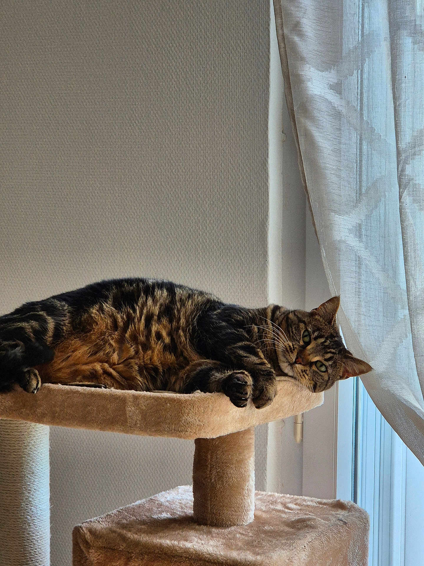 Izéa a rejoint le concours — aidez-le/la à gagner de superbes lots ! animal, cat, cat_tree, cozy, curtains, cute, daylight, fur, furniture, home, indoor, mammal, pet, portrait, relaxed, resting, sleeping_spot, tabby_cat, whiskers, window