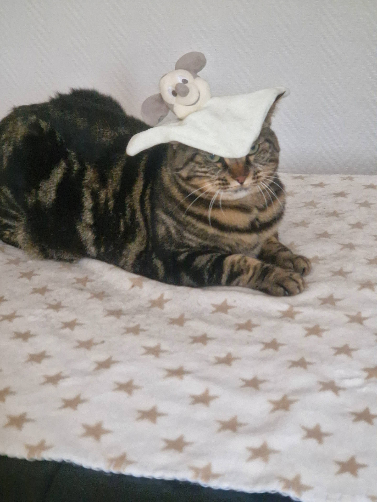 Izéa participe au concours pour gagner de l'argent avec cette photo : animal, blanket, cat, cute, domestic, ears, face, fur, hat, indoor, mammal, paws, pet, plush_toy, relaxed, resting, stars, striped, tabby, whiskers