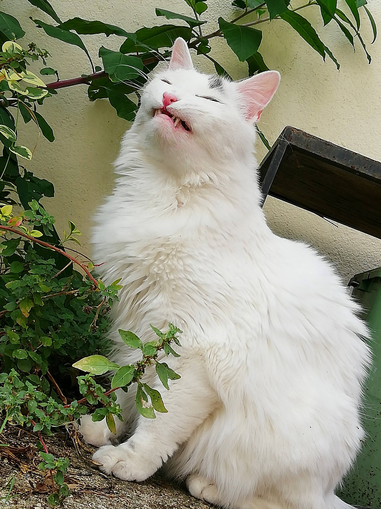 Bonhomme a rejoint le concours — aidez-le/la à gagner de superbes lots ! carnivore, cat, felidae, flower, fur, grass, herbaceous_plant, plant, small_to_medium_sized_cats, snout, tail, terrestrial_animal, tree, whiskers