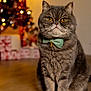 bell, bokeh, bow_tie, cat, christmas_tree, close_up, decoration, domestic_animal, festive, furry, grey_cat, holiday, indoor, pet, portrait, presents, sitting, whiskers, wooden_floor, yellow_eyes