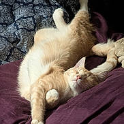 Jewels joined the competition — help win amazing prizes! blanket, cat, comfort, cozy, cute, ears, feline, fur, indoor, nap, orange_tabby, paw, pet, purple, relaxation, resting, sleeping, soft, tail, whiskers