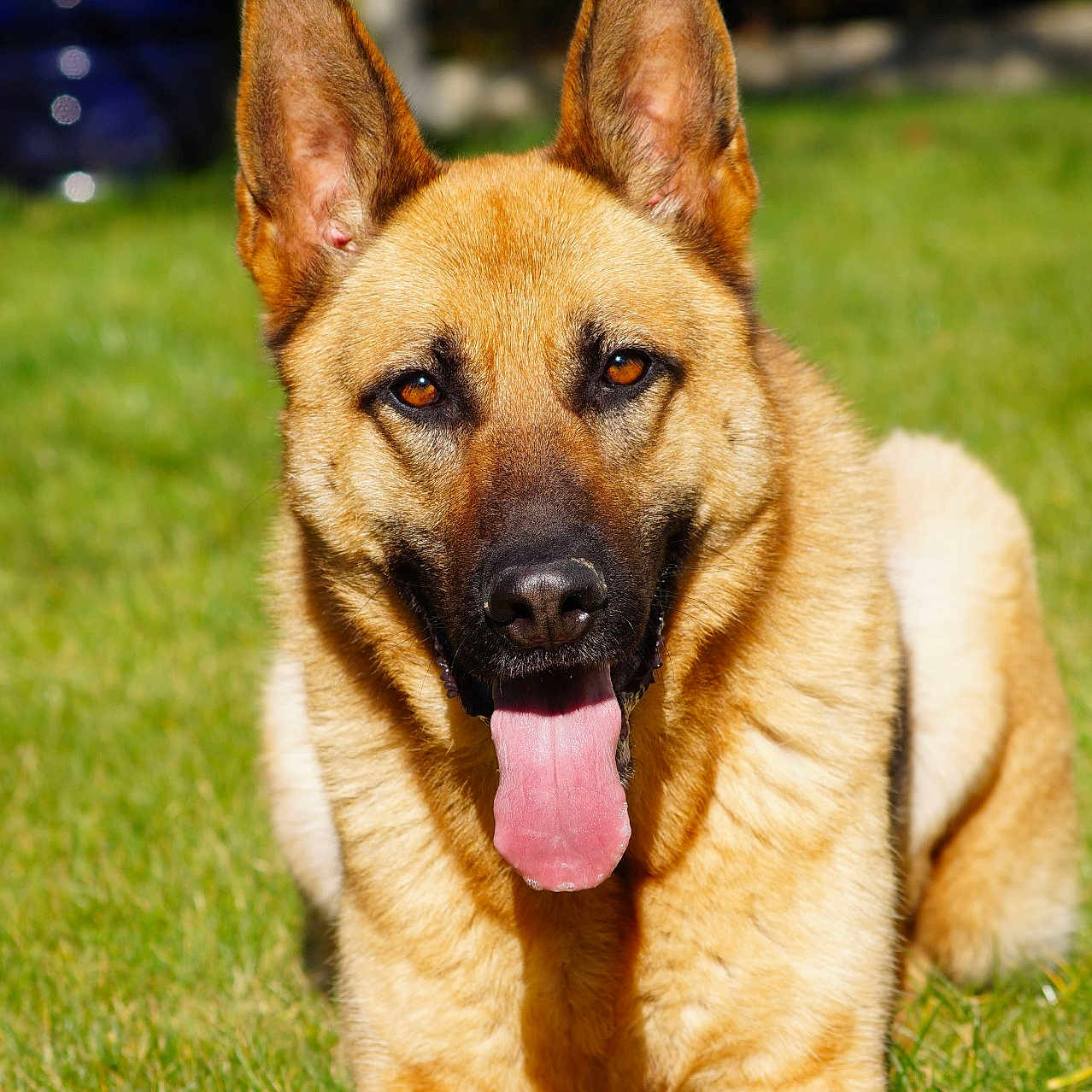 Figaro participe au concours pour gagner de l'argent avec cette photo : animal, bodypart, canine, dog, germanshepherd, grass, lawn, mouth, person, pet, plant, policedog, puppy, tongue