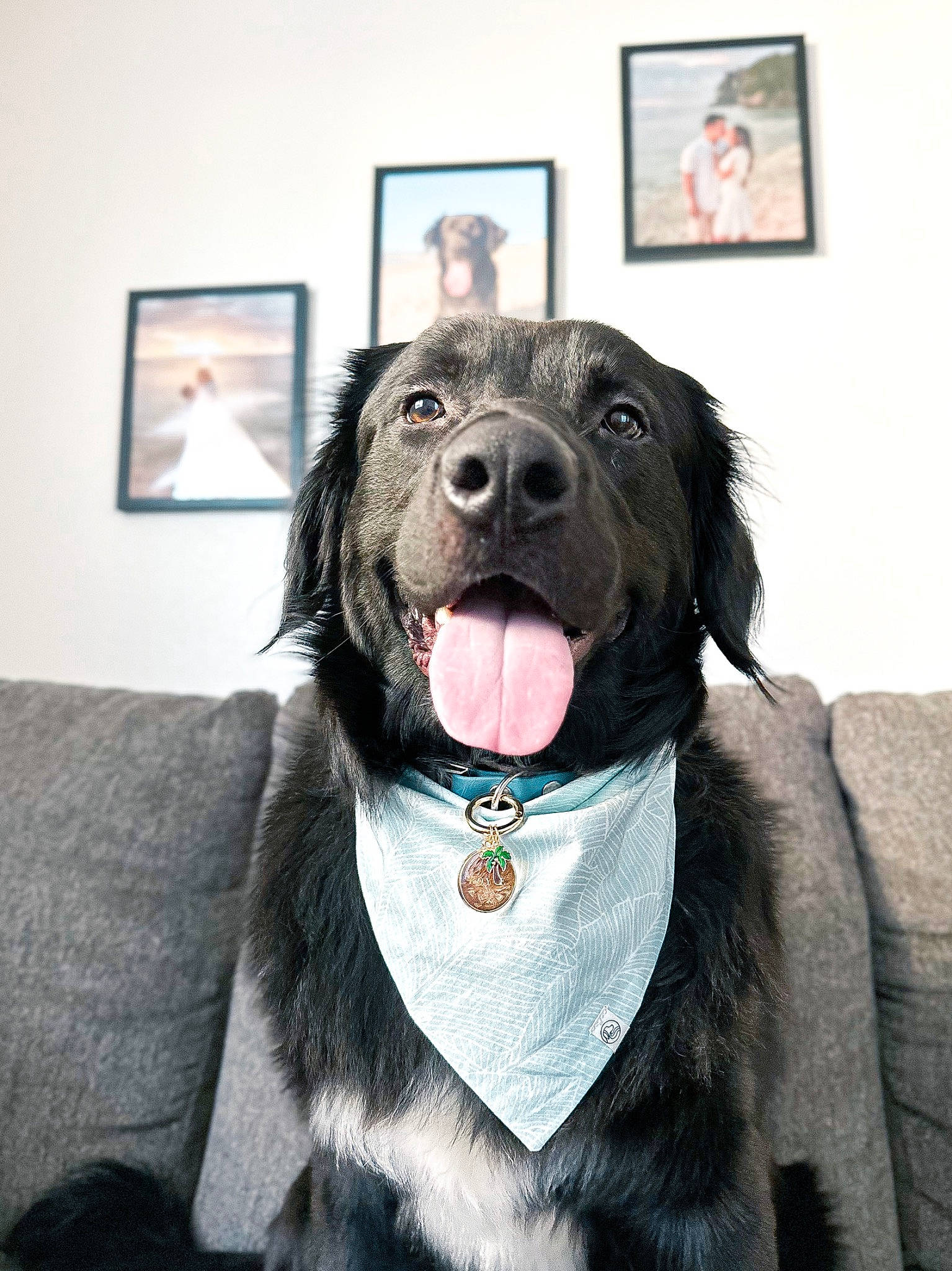 Royce joined the competition — help win amazing prizes! art, canidae, carnivore, collar, companion_dog, dog, dog_breed, dog_collar, dog_supply, fang, fur, grey, leash, liver, pet_supply, picture_frame, snout, sporting_group, whiskers, working_animal