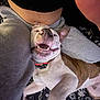 Tank joined the competition — help win amazing prizes! dog, pet, smiling, lying_down, person, legs, grey_sweatpants, collar, white_fur, brown_fur, indoor, bed, blanket, playful, happy, canine, tongue, teeth, close_up, relaxed