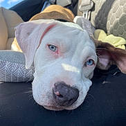 Tank is registered to the contest to win money with this photo: puppy, dog, close_up, blue_eyes, resting, car_interior, pet_bed, seatbelt, sunlight, sleepy, white_fur, brown_fur, nose, ear, black_surface, indoor, daylight, calm, cute, animal