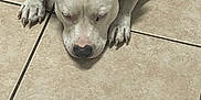 Tank joined the competition — help win amazing prizes! dog, sleeping, tile_floor, brown, white, collar, pet, animal, canine, resting, indoors, floor, cute, paw, snout, ears, relaxed, companion, domestic, laying_down