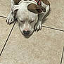 dog, sleeping, tile_floor, brown, white, collar, pet, animal, canine, resting, indoors, floor, cute, paw, snout, ears, relaxed, companion, domestic, laying_down