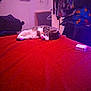bed, blanket, cat, charger, clothes, cozy, domestic, door, furniture, hanger, indoor, poster, purple_light, quiet, red, relaxing, resting, room, sleeping, tabby_cat