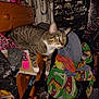 Mila is registered to the contest to win money with this photo: animal, cat, clothing, colorful, curious, domestic, drawer, fabric, furniture, household, indoor, jewelry, kitten, messy, patterned, personal_items, pet, room, storage, tabby_cat