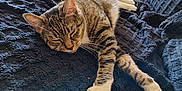 Mila is registered to the contest to win money with this photo: animal, blanket, cat, comfort, couch, cozy, fur, furniture, home, indoor, natural_light, paw, pet, relaxing, resting, sleeping, soft, striped, tabby, whiskers