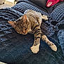 animal, blanket, cat, comfort, couch, cozy, fur, furniture, home, indoor, natural_light, paw, pet, relaxing, resting, sleeping, soft, striped, tabby, whiskers