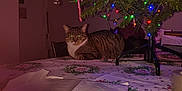 Mila joined the competition — help win amazing prizes! cat, chair, christmas_lights, christmas_tree, craft_supplies, decorations, door, festive, greenery, holiday, indoor, lighting, ornaments, papers, pet, relaxing, tabby_cat, table, tablecloth, wall