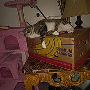Mila is registered to the contest to win money with this photo: animal, cardboard_box, carpet, cat, cute, decor, feline, furniture, household, indoor, lamp, living_room, pet, pink_cat_tree, premium_bananas, relaxed, resting, tabby_cat, table, wooden_table