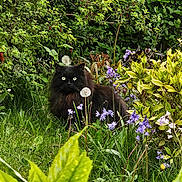 Jake joined the competition — help win amazing prizes! black_cat, cat, garden, greenery, flowers, plants, grass, foliage, outdoor, nature, animal, pet, purple_flowers, dandelion, shrub, leafy, spring, wildlife, cute, mammal