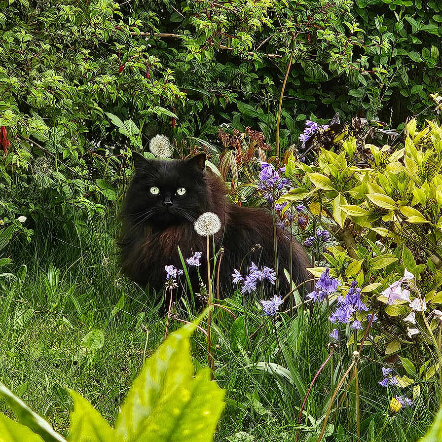 Jake joined the competition — help win amazing prizes! black_cat, cat, garden, greenery, flowers, plants, grass, foliage, outdoor, nature, animal, pet, purple_flowers, dandelion, shrub, leafy, spring, wildlife, cute, mammal