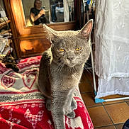 Mistigris a rejoint le concours — aidez-le/la à gagner de superbes lots ! cat, gray_cat, yellow_eyes, blanket, red_blanket, patterned_blanket, indoor, mirror, reflection, person, furniture, wooden_cabinet, window, sunlight, floor_tiles, cloth, homedecor, animal, pet, cozy