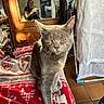 cat, gray_cat, yellow_eyes, blanket, red_blanket, patterned_blanket, indoor, mirror, reflection, person, furniture, wooden_cabinet, window, sunlight, floor_tiles, cloth, homedecor, animal, pet, cozy