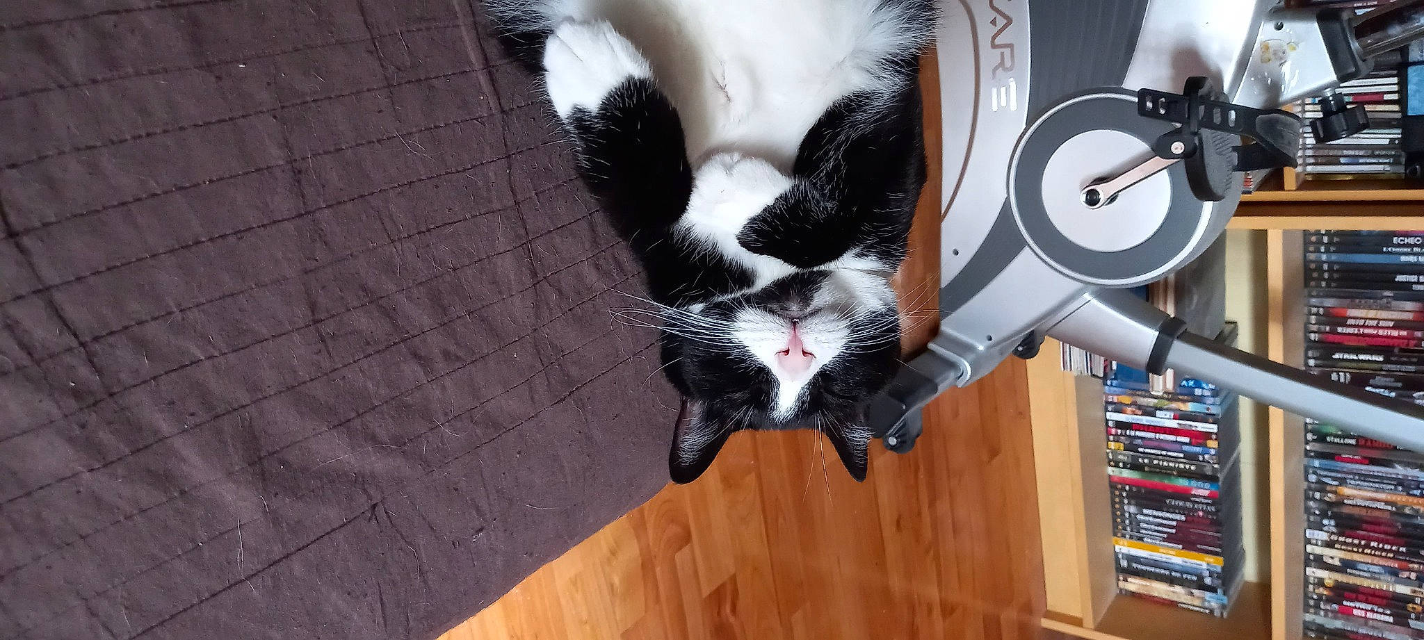 Fiona a rejoint le concours — aidez-le/la à gagner de superbes lots ! bookcase, carnivore, cat, comfort, dog_breed, domestic_short_haired_cat, felidae, floor, flooring, fur, hardwood, laminate_flooring, paw, shelf, small_to_medium_sized_cats, snout, tail, whiskers, wood, wood_stain