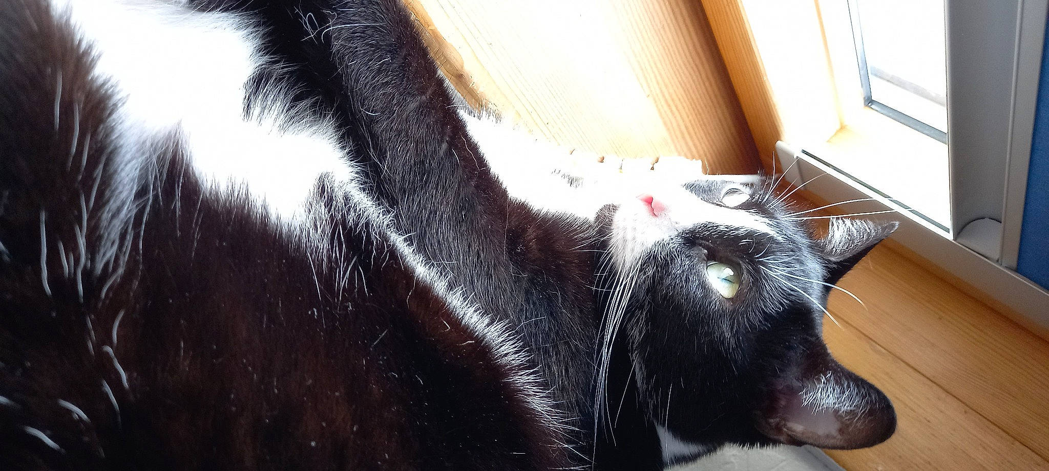 Fiona a rejoint le concours — aidez-le/la à gagner de superbes lots ! carnivore, claw, comfort, companion_dog, dog, dog_breed, domestic_short_haired_cat, foot, fur, human_leg, snout, sporting_group, terrestrial_animal, whiskers, wood, working_animal