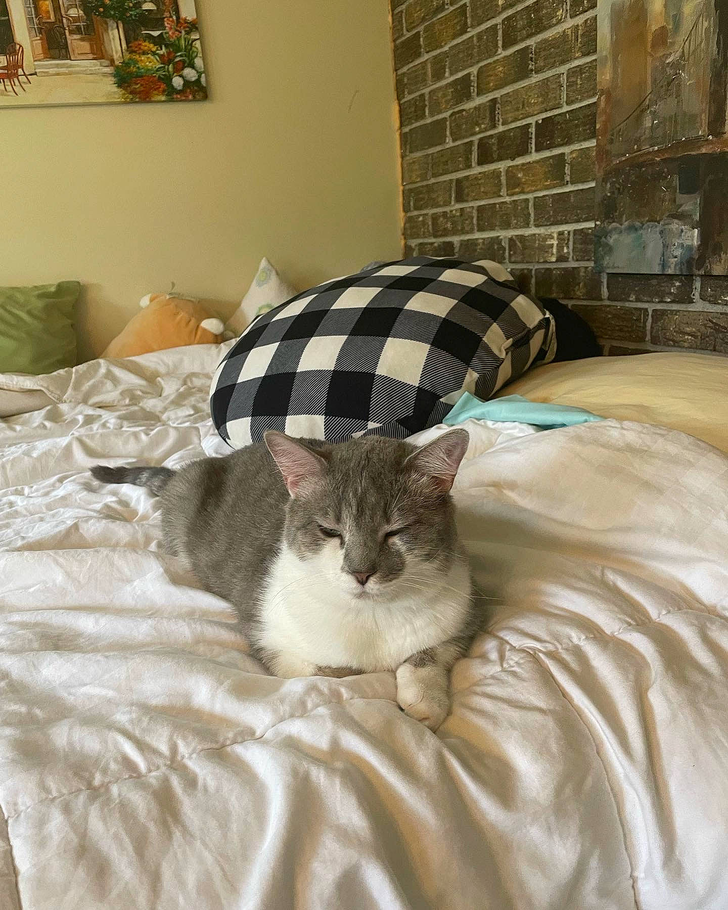 Theodore is registered to the contest to win money with this photo: bed, bed_sheet, bedding, canidae, carnivore, cat, comfort, domestic_short_haired_cat, fawn, felidae, flooring, grey, hardwood, linens, room, small_to_medium_sized_cats, tail, textile, whiskers, wood