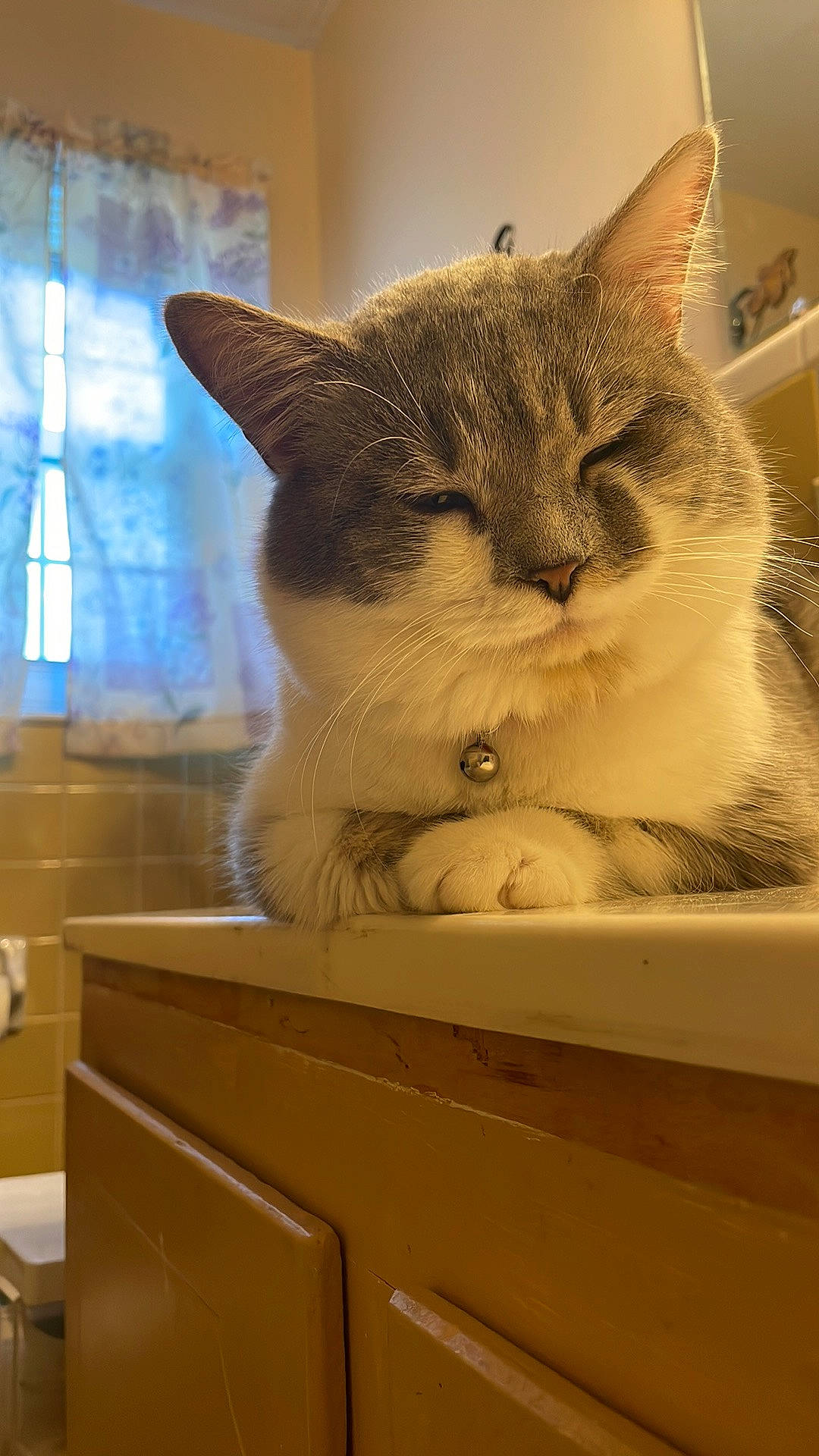 Theodore is registered to the contest to win money with this photo: box, cabinetry, cardboard, carnivore, cat, comfort, domestic_short_haired_cat, drawer, fawn, felidae, fur, hardwood, paw, shelf, small_to_medium_sized_cats, snout, tail, whiskers, window, wood