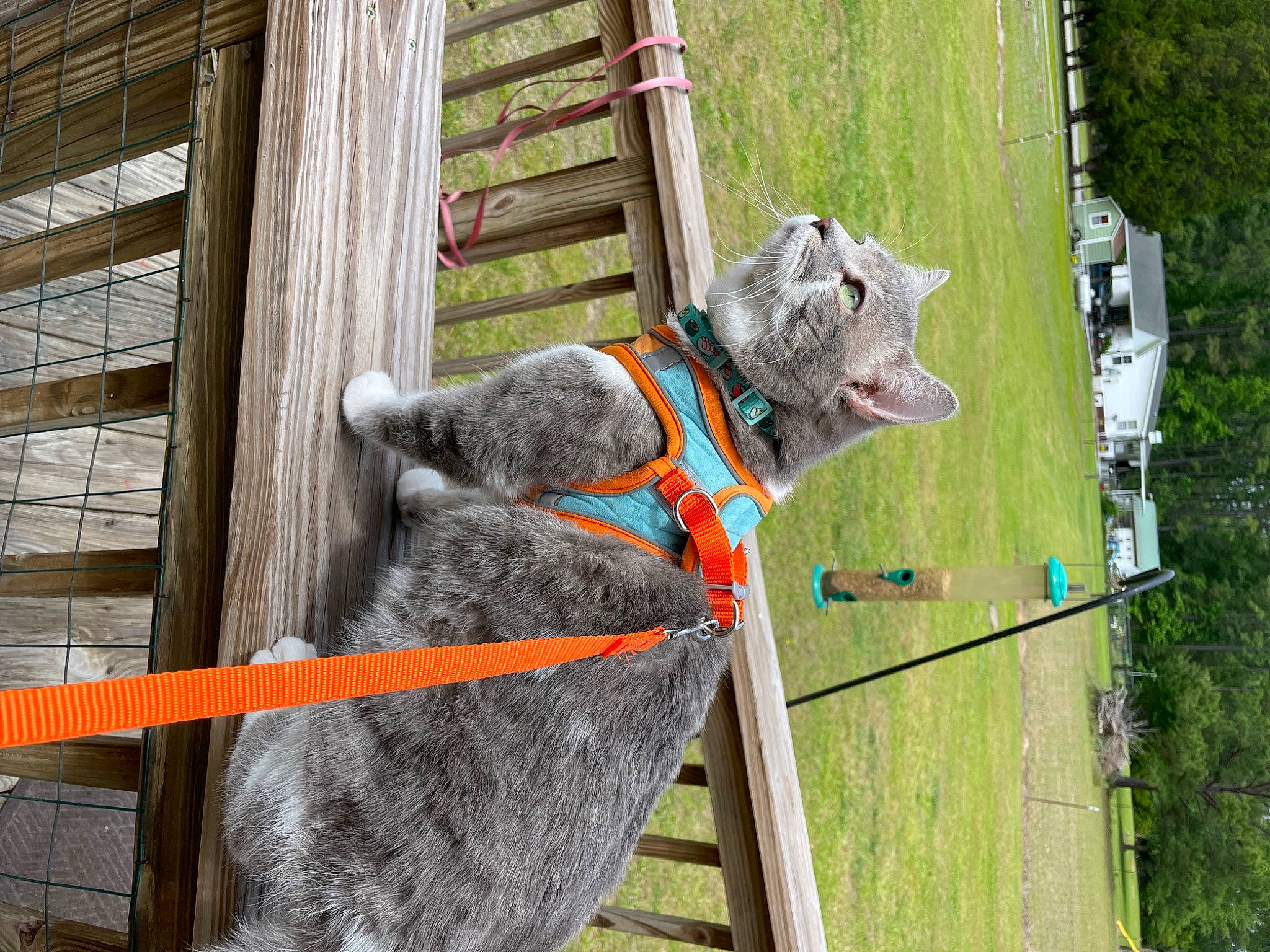 Theodore is registered to the contest to win money with this photo: art, canidae, carnivore, collar, dog, dog_breed, dog_collar, fawn, fur, grass, groundcover, snout, sporting_group, tail, terrestrial_animal, wildlife, wood, working_animal, working_dog