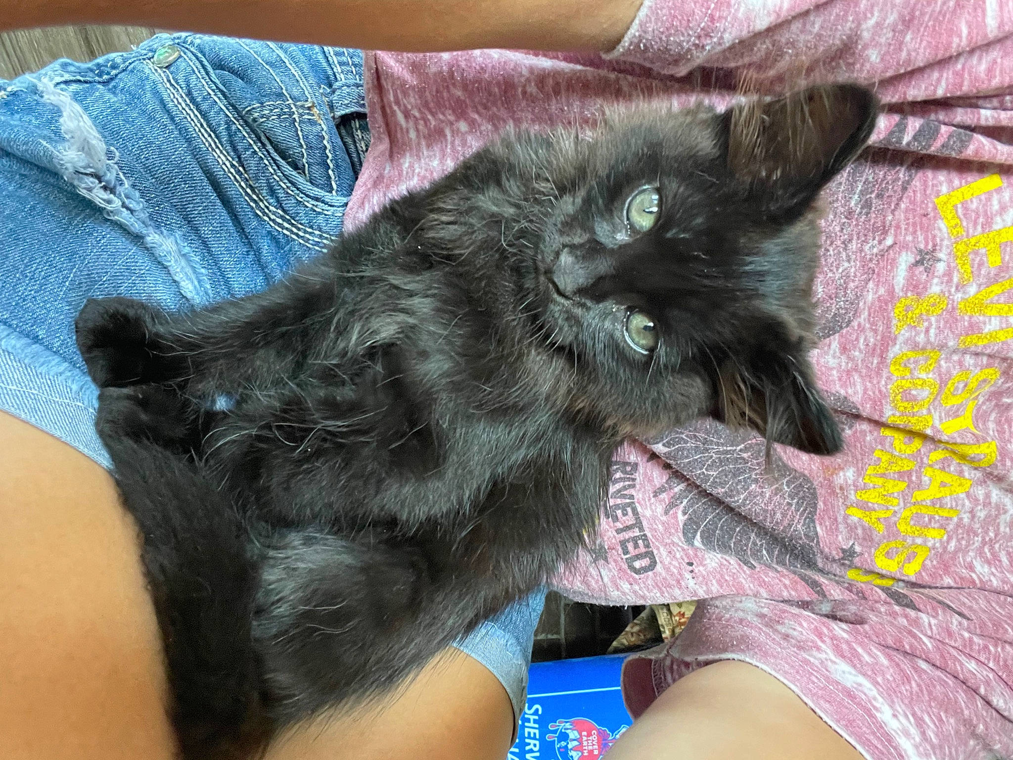 Malachi is registered to the contest to win money with this photo: black_cat, carnivore, cat, comfort, dog_breed, electric_blue, felidae, finger, foot, fur, gesture, hand, human_leg, jeans, nail, small_to_medium_sized_cats, snout, tail, thigh, whiskers