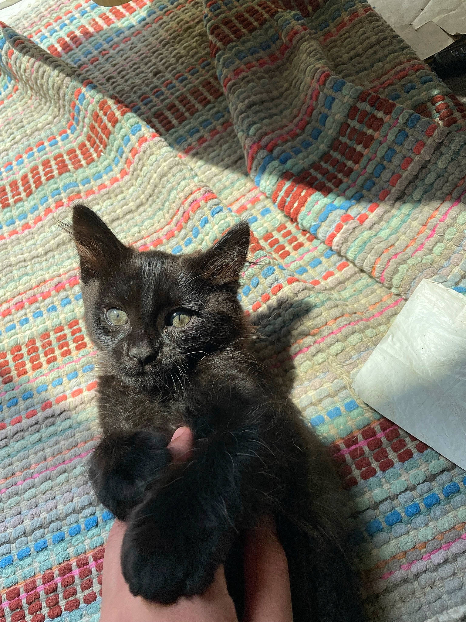 Malachi is registered to the contest to win money with this photo: black_cat, carnivore, cat, cat_supply, claw, comfort, domestic_short_haired_cat, fawn, felidae, fur, grey, linens, pattern, paw, small_to_medium_sized_cats, snout, tail, terrestrial_animal, whiskers, woven_fabric